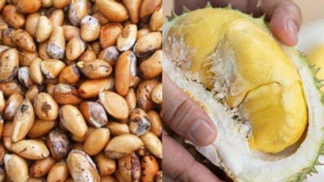 Ada 3 Manfaat Biji Buah Durian Untuk Kesehatan