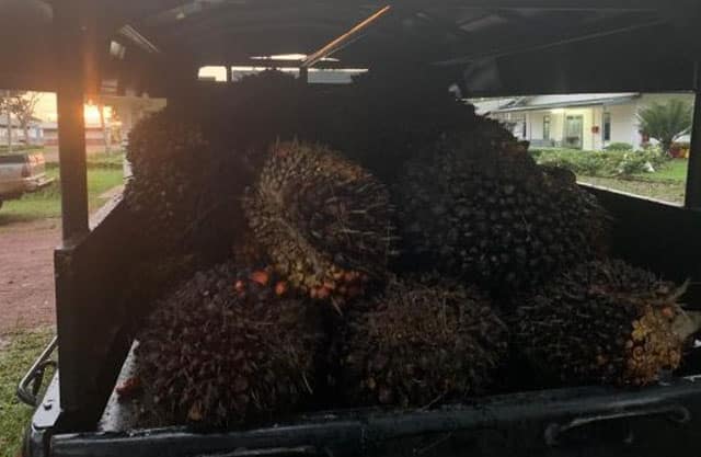 1 Orang Pria di Amankan Lantaran Mencuri Sawit. 1 Amankan