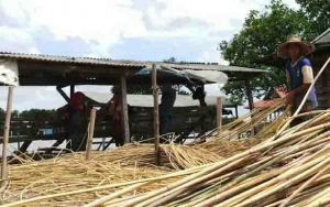 PETANI ROTAN