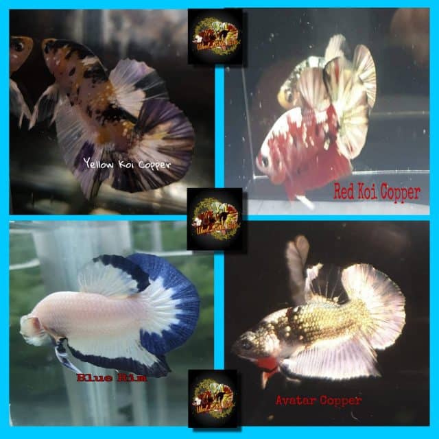 bisnis ikan