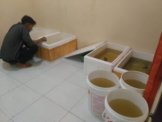 bisnis ikan