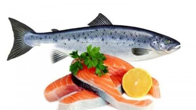 IKAN SALMON