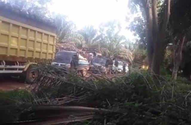 Antrian panjang truk angkut tbs
